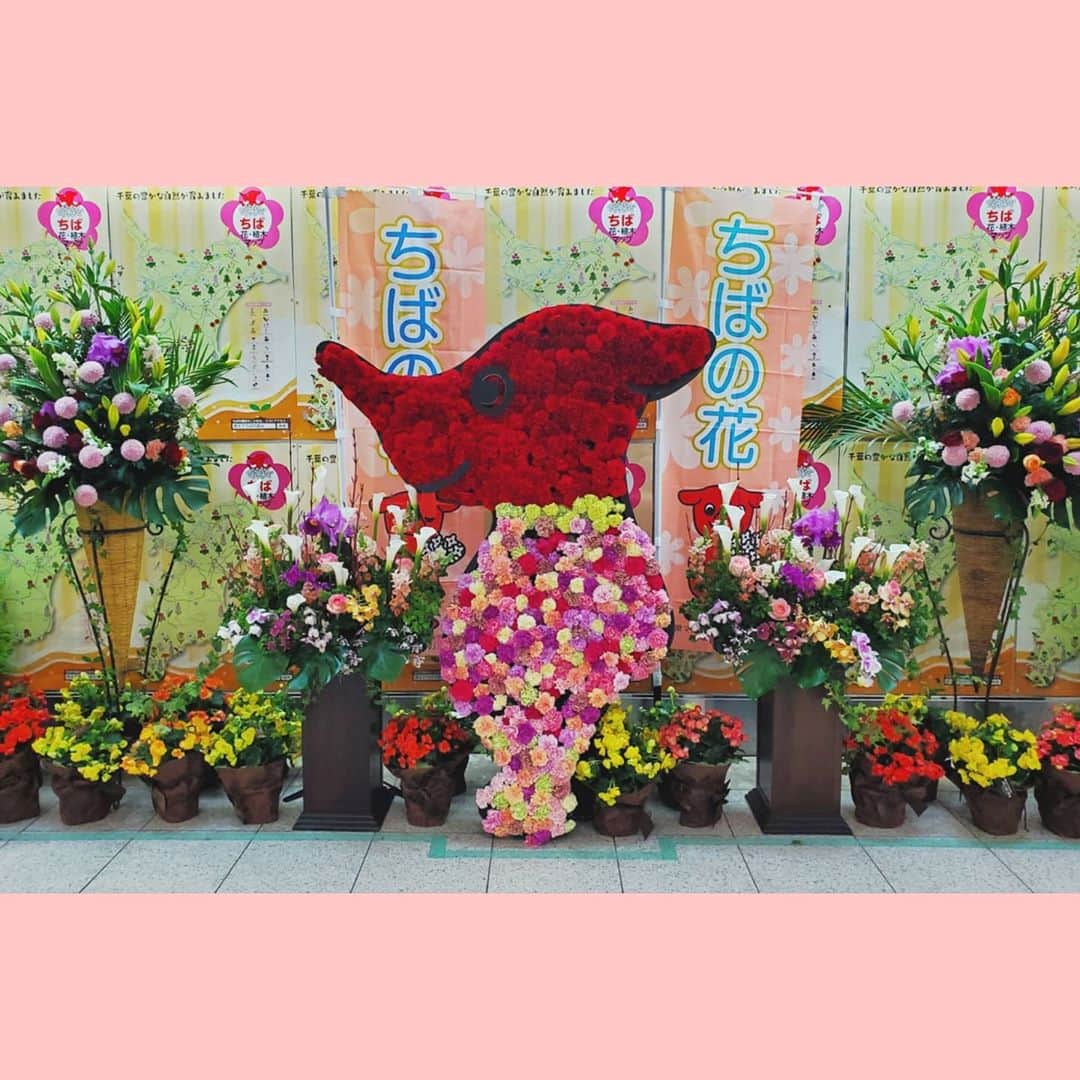 水野友貴さんのインスタグラム写真 - (水野友貴Instagram)「千葉県の花🌷乗り換えのときに駅で見つけました(^^) #ちばの花  #ちばの花で駅を装飾  #千葉の花  #ちばの花キャンペーン」11月11日 21時10分 - mizunoyuuki