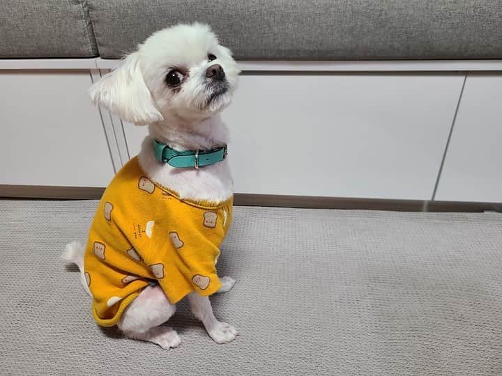 JU-NE（ク・ジュンフェ）のインスタグラム：「빵댕이 미용했어요!ㅎ」