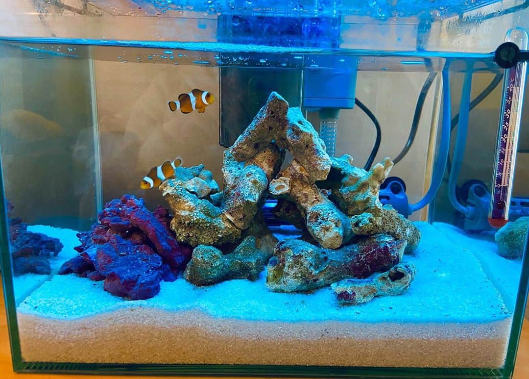 YUUKIさんのインスタグラム写真 - (YUUKIInstagram)「ニモを飼いました😈 #unione #yuuki #カクレクマノミ #ニモ #findingnemo #nemo #aquarium」11月11日 21時14分 - unione_yuuki