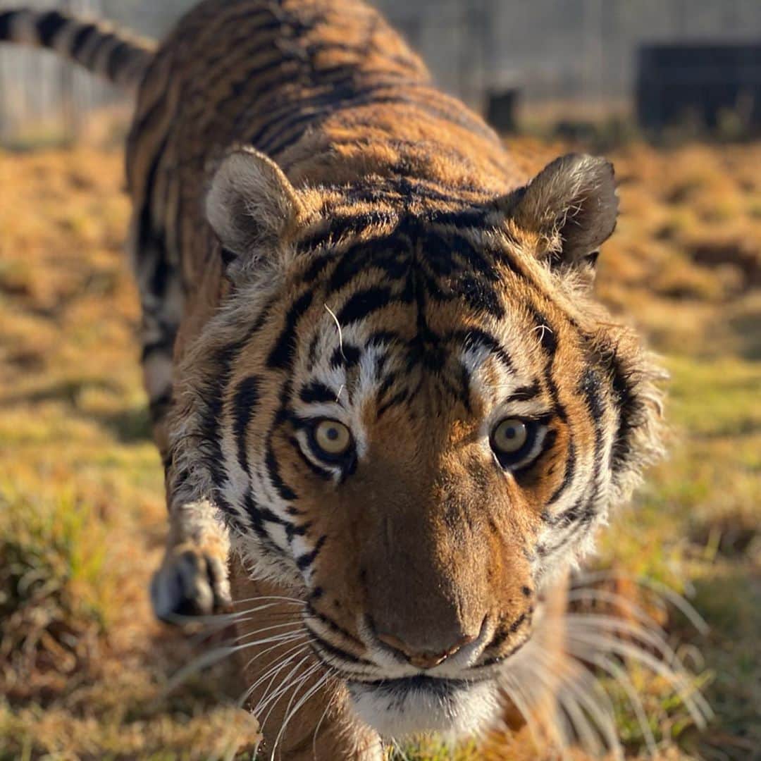 Black Jaguar-White Tiger さんのインスタグラム写真 - (Black Jaguar-White Tiger Instagram)「The most gorgeous eyes that ever visited Planet Earth... #ThinkBlue #AchillesBJWT #ThinkBlue」11月12日 6時37分 - blackjaguarwhitetiger