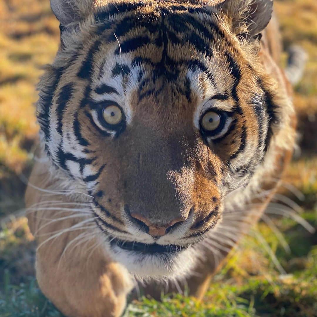 Black Jaguar-White Tiger さんのインスタグラム写真 - (Black Jaguar-White Tiger Instagram)「The most gorgeous eyes that ever visited Planet Earth... #ThinkBlue #AchillesBJWT #ThinkBlue」11月12日 6時37分 - blackjaguarwhitetiger