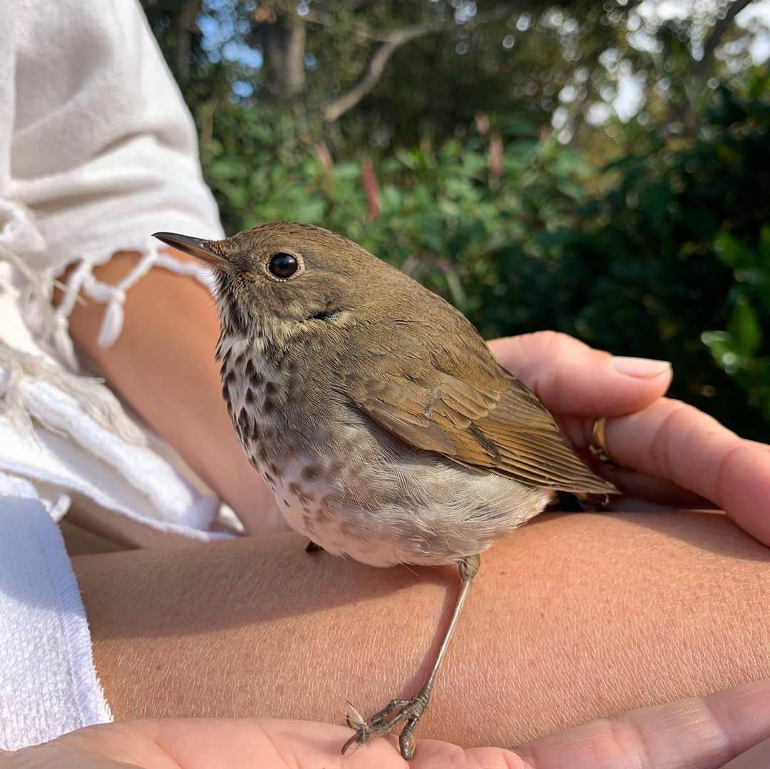 キャロリン・マーフィーさんのインスタグラム写真 - (キャロリン・マーフィーInstagram)「A lil break break from self promotion here...sharing a sweet moment with a hermit thrush I revived the other day, after she smacked into a window. I immediately scooped her from the ground, put her to my chest to be near my heart, to be warm and we slowly fed her water. Think she was grateful and enjoying the attention before she happily flew off. I’ve always had a connection with birds, I sculpt and paint them but this was a rare and gifted encounter, that reminded me of my childhood when I’d rescue baby birds and keep them in my dresser drawer until they could go back into the wild 🧡🐦🧡」11月12日 6時43分 - carolynmurphy