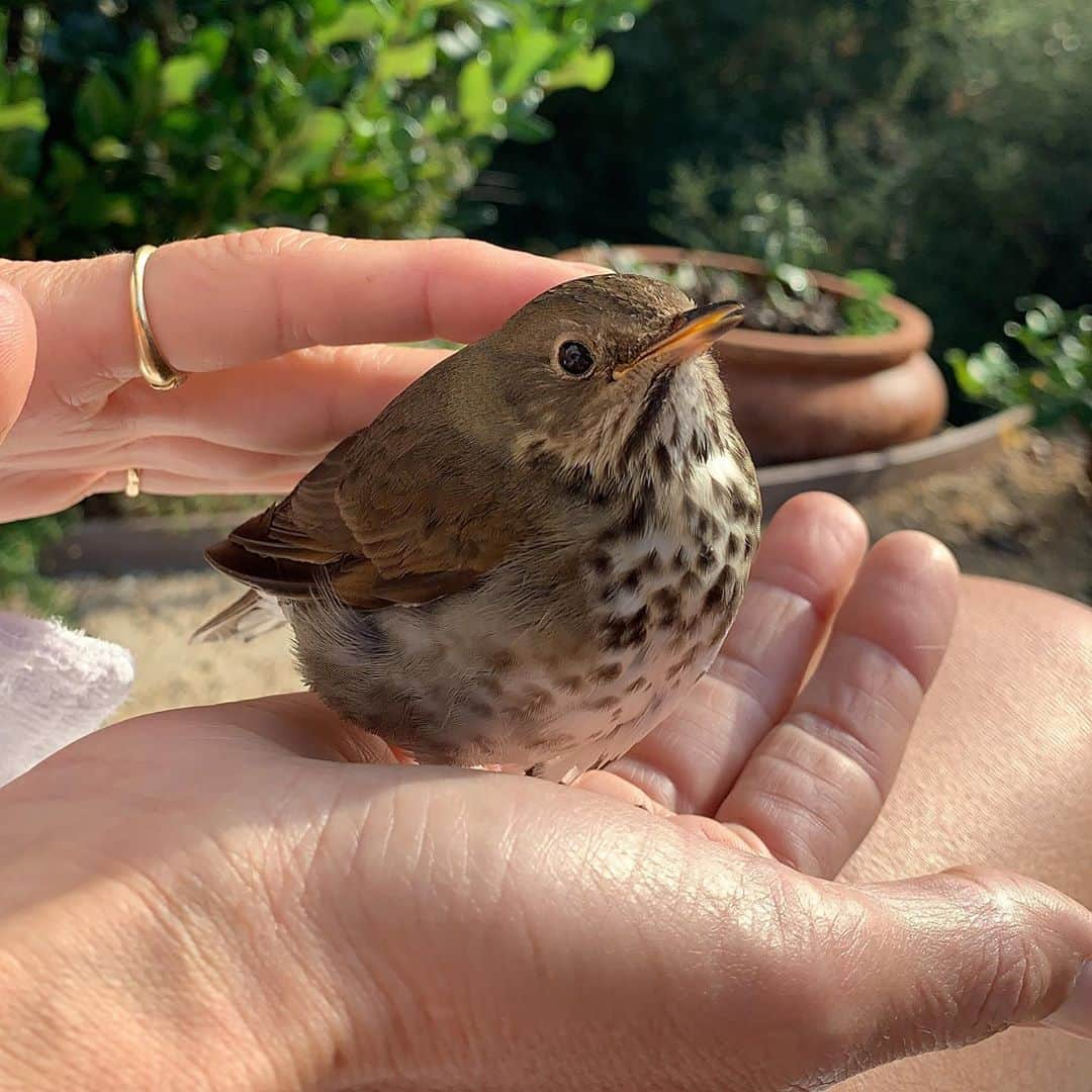 キャロリン・マーフィーのインスタグラム：「A lil break break from self promotion here...sharing a sweet moment with a hermit thrush I revived the other day, after she smacked into a window. I immediately scooped her from the ground, put her to my chest to be near my heart, to be warm and we slowly fed her water. Think she was grateful and enjoying the attention before she happily flew off. I’ve always had a connection with birds, I sculpt and paint them but this was a rare and gifted encounter, that reminded me of my childhood when I’d rescue baby birds and keep them in my dresser drawer until they could go back into the wild 🧡🐦🧡」