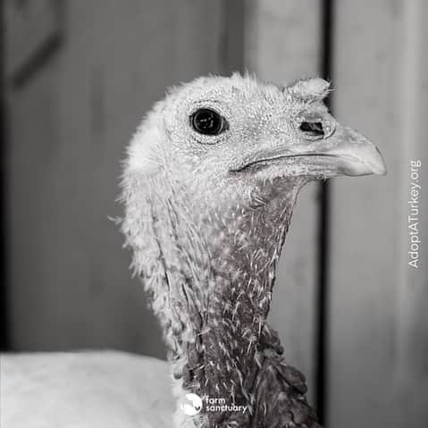 アレック・ボールドウィンさんのインスタグラム写真 - (アレック・ボールドウィンInstagram)「Factory farming has disastrous effects on animals, the environment, workers, and communities. This Thanksgiving, I’m sponsoring a rescued turkey named Sandy from my friends at @farmsanctuary, and hope you'll join me in supporting the organization in its important mission to help animals and repair our broken food system. www.adoptaturkey.org」11月12日 7時19分 - alecbaldwininsta