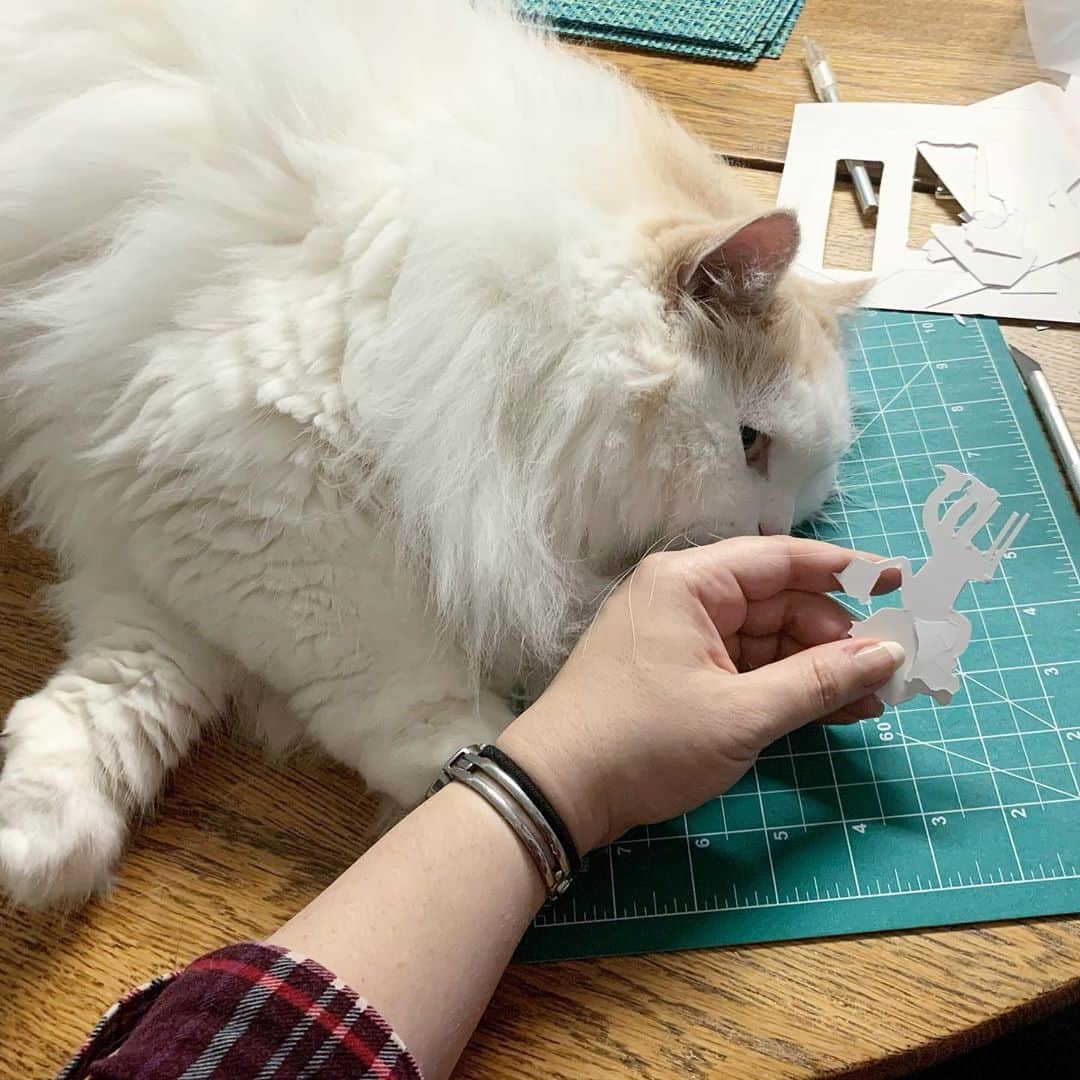 ソフィーさんのインスタグラム写真 - (ソフィーInstagram)「How all projects go around here. Paw against my hand and supervising until he falls asleep on the job.」11月12日 7時12分 - sophielovestuna