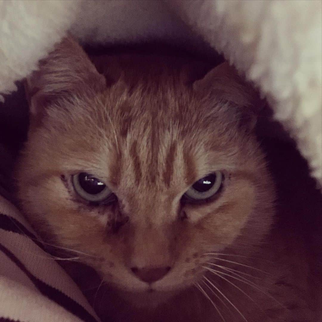 のインスタグラム：「※ 自分からひとのフトンのなかに入ってきたのに、この表情。  #塩  #塩分高すぎて血圧上がるわ  #塩布団」