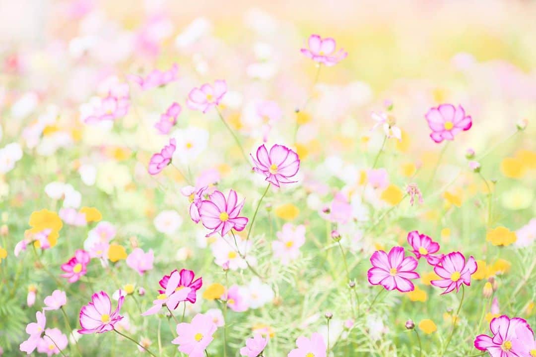 kiccyomuのインスタグラム：「☁️ 2020.11.12 Thu #昭和記念公園 またこの日も 出会えた #コスモス 🌸 まだ咲いてて良かった😊 写真で撮れるのは、 今年はこれが最後かな？ #心に花を  今日も元気に🤗  location #東京 #立川 📷撮影 2020年11月08日」