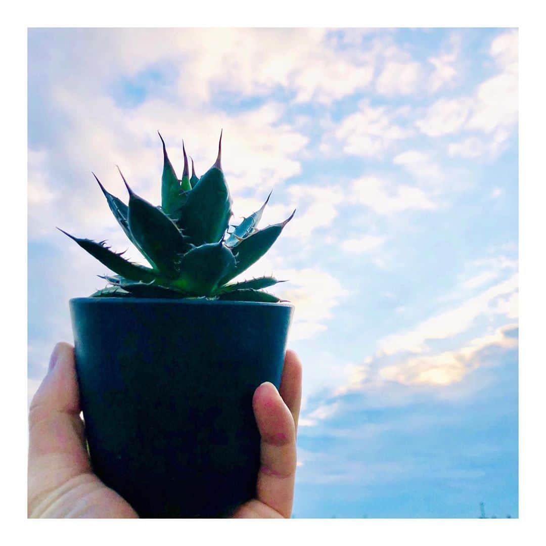 のインスタグラム：「Good morning. Every morning, I wonder "what should I eat today." I don't wanna regret after finish eating breakfast and being like "wait..should I take more vegie? Oh my god, too many bacon and sausages without any vegetables...that was just awful.." Ok. Now I can't make next move.  I'm just gonna wait lunch time.  #アガベ #ホリダ#アガベホリダ #agave #horrida #agavehorrida  #多肉植物 #succulents #塊根植物 #codex #塊根 #サボテン #cactus #ボタニカルライフ#botaicallife #趣味 #園芸 #植物 #tokyo #sky #俳優 #actor  おはようございます。  今日は寒くなります。 ピシャリと肌に突き刺さるような そんな風が吹いてくるような予感がします。  そんなピシャリとしそうな日の一枚は 「アガベ　ホリダ」でございます。  アガベは先日、 園芸のテレビ番組でも 取り上げられていまして かっこいいと人気の種類でございます。  えぇ。見ております。 時々ですが。  あ、いえ、べ、別に、 そこに出たいとか、そんな気持ちは そんな気持ちは、なななな、 ないんですから！←  さて、アガベ ホリダ。  アメリカ南西部や中南米といった 熱帯域に分布しておりまして、 多湿を嫌う子でございます。  ※でも寒さには結構強いみたいです。 街中で大きなアガベ、 お洒落なお店の前で時々見ますもんね。 ホリダはあそこまで大きくならないアガベですが。  しっかり陽に当てて、 きっちり風に当てて、 でも雨に当たらない場所。  そんなクイズの答えのような場所を 家の窓際や、ベランダの軒下のような 具合の良い場所に置いてみるがいい。 （あれ、急に偉そう…）  ベランダも軒下と言うのか悩んでますが そんなこと、宇宙から見たら どうってことない小さなことです。 （最近この考えから小さなことは気にしなくなりました。少し危ないです）  アガベホリダ、どうやら 花を咲かせるのは一生に一度みたいです。  「センチュリープラント」と言うそうで 100年に1度のお花と。  日本の気候では30年〜50年に 一度開花するとのことですが…  もしも今から育て始めて 50年後だとしたら…  80歳とちょっと…  なんか、喜び過ぎて 逆に体に障りそうな予感するします。  危うい話はやめておきましょう。  そんなこと、宇宙から見たら 何も大したことない話ですから。  さてさて。 それでは、寒さ対策ばっちりして 今日も行ってらっしゃい。」