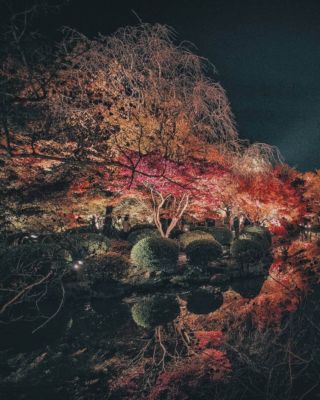 Berlin Tokyoさんのインスタグラム写真 - (Berlin TokyoInstagram)「The beautiful foliage illuminates the night in Kyoto. . . . #hellofrom #kyoto, #japan」11月11日 23時06分 - tokio_kid