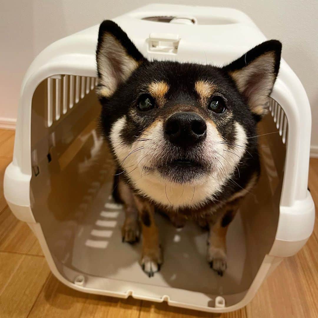 まめ丸のインスタグラム：「* * 今日のごはんまちー🐶🍚 さいきんここでたべてるの。 #まめ丸の別荘  * * #広いしキレイだし #きにいってるよ #旧別荘もまだあるよ * #柴犬#豆柴#柴#黒柴#犬#しばいぬ#shiba#shibainu#shibastagram#shibadog#ig_japan#ig_dogphoto#puppy#instadog#dogstagram#dog#petstagram#pet#강아지#dailyfluff#weeklyfluff」