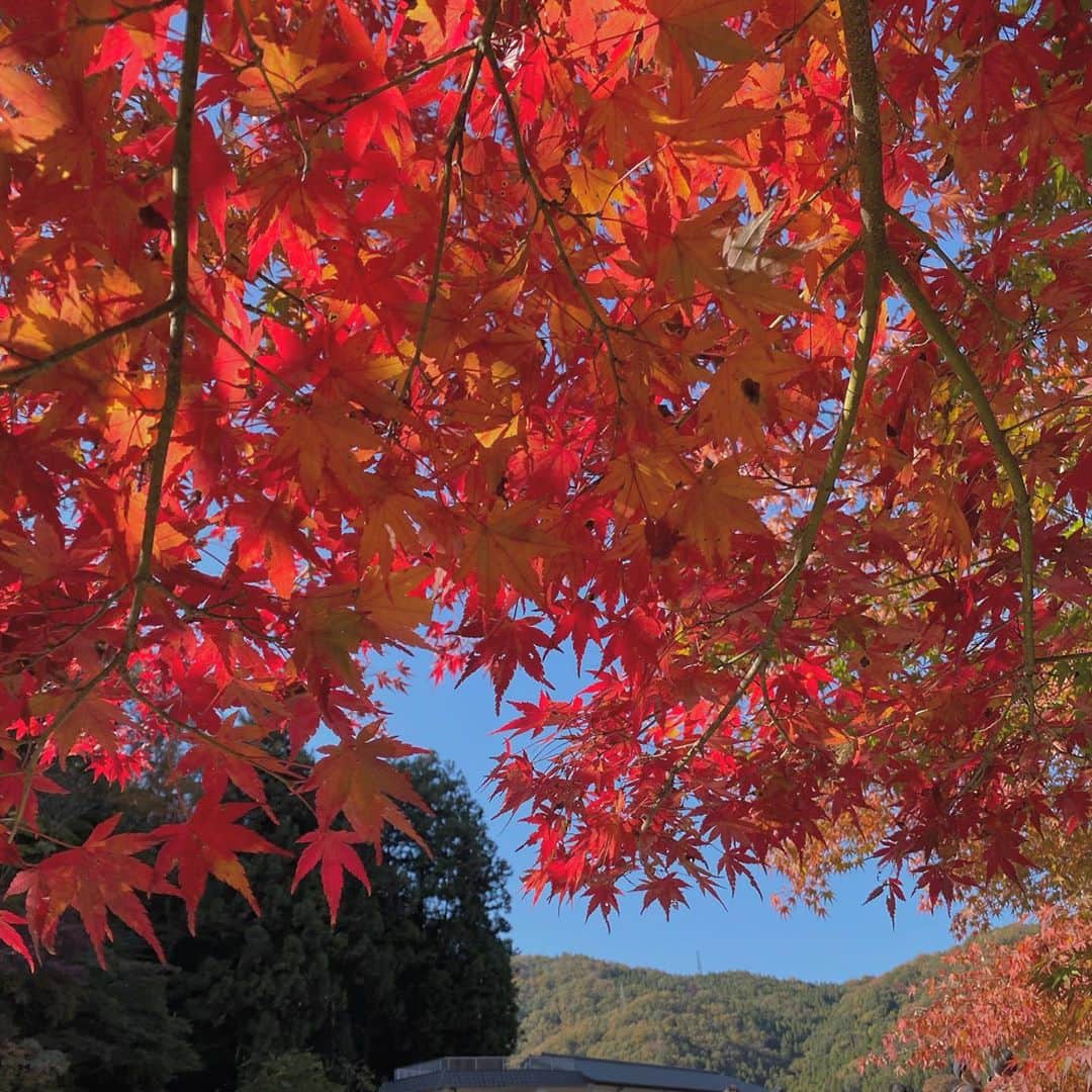 野島樺乃のインスタグラム：「🍁 . . #紅葉 #香嵐渓 #秋 #愛知 #フォロー」