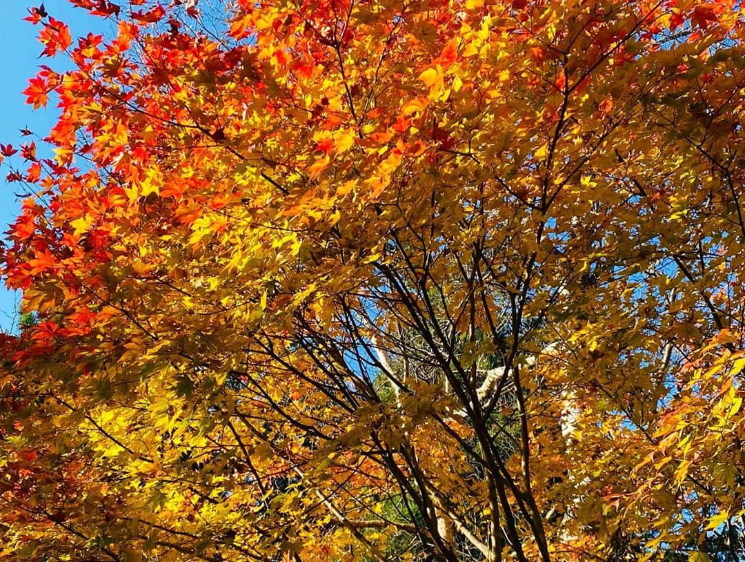 兼田恵さんのインスタグラム写真 - (兼田恵Instagram)「紅葉🍁 ずっと行きたかったところへ行ってきましたのん✨  #紅葉 #紅葉🍁 #山しか見えない」11月11日 23時32分 - earl_megu