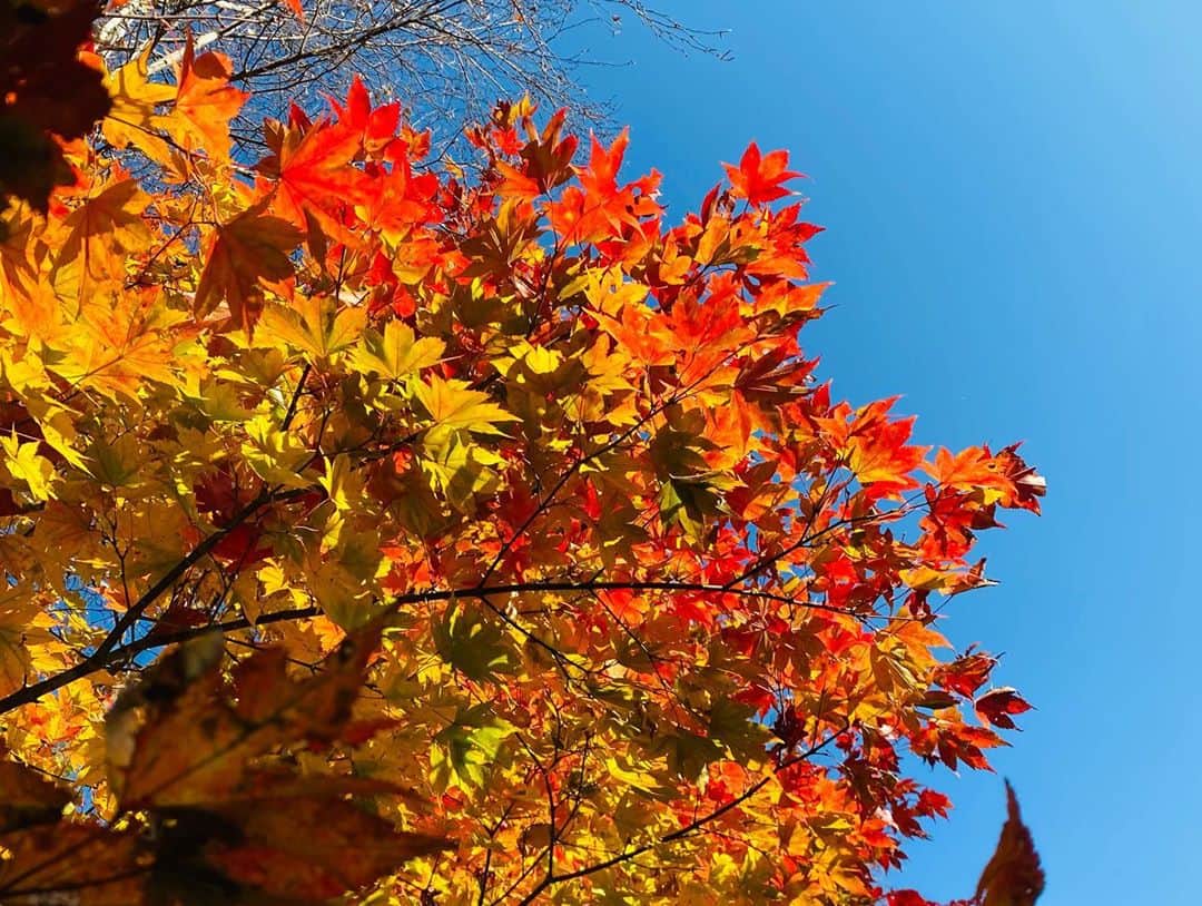 兼田恵さんのインスタグラム写真 - (兼田恵Instagram)「紅葉🍁 ずっと行きたかったところへ行ってきましたのん✨  #紅葉 #紅葉🍁 #山しか見えない」11月11日 23時32分 - earl_megu