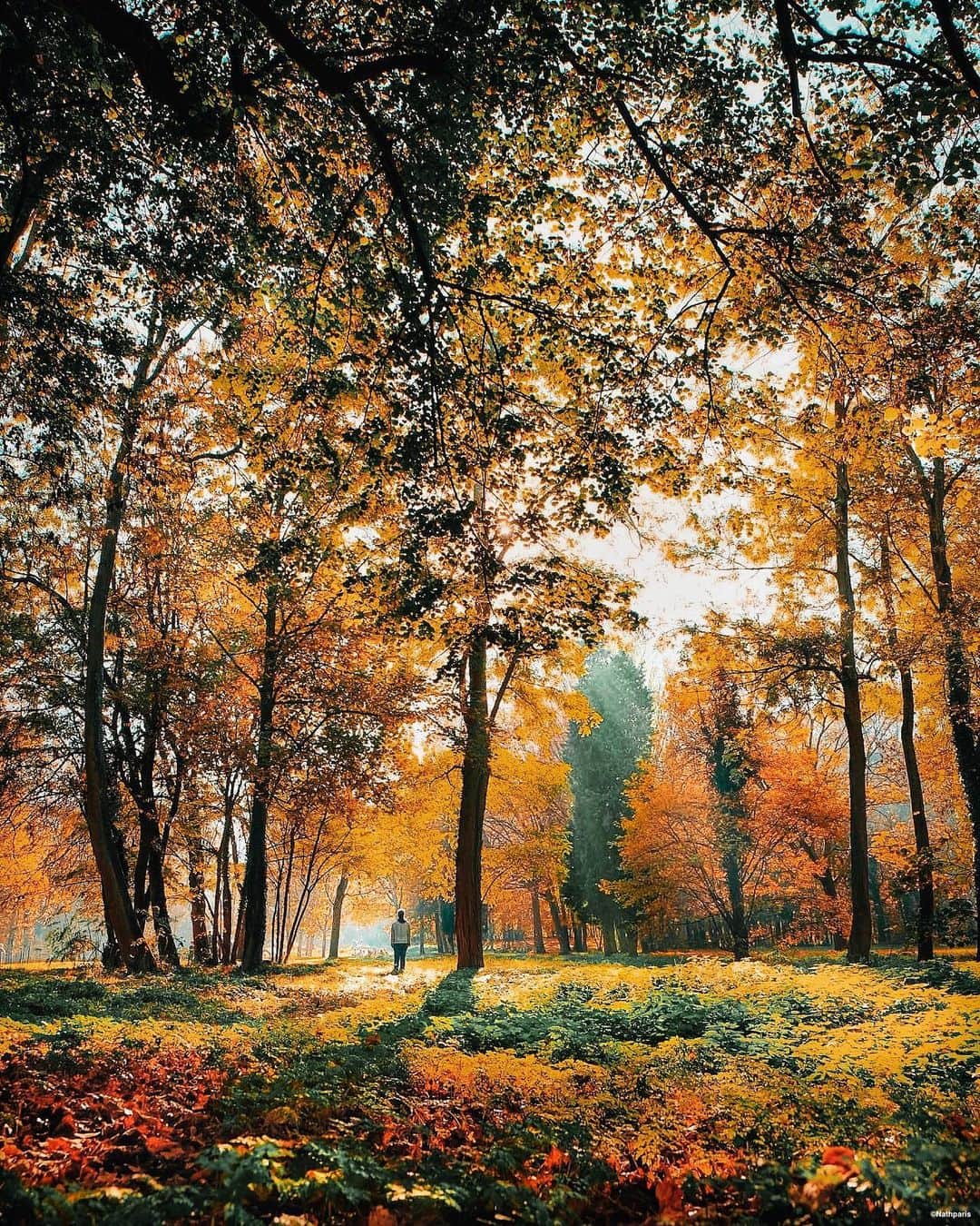 nathparisのインスタグラム：「INTO THE WILD 🍂🍁🍂」