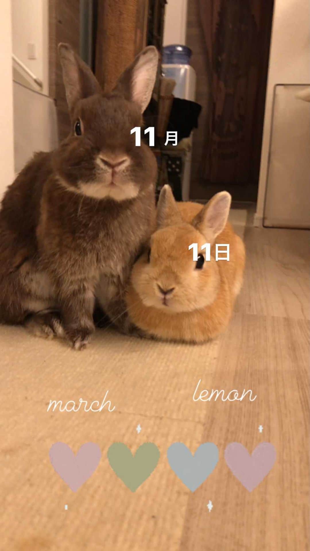 yun.ゆんのインスタグラム：「march.lemon🐻🍋 レモン通路でおまんじゅうで鎮座🍋 その周りをクルクルまわるマーチ、楽しそう。🎵 . .  立ち耳うさぎさんの日。 🐻🍋も。🤗 ♪ ♪ ♪ #1111#立ち耳うさぎの日#うさぎ#ウサギ#ネザーランドドワーフ#ZIP写真部#レモン#ふわもこ部#マーチ#多頭飼い #rabbits#rabbitsofinstagram #rabbitstagram #petstagram #march#instapet#cutepetclub #instarabbit #bunnies #bunnylove #lapin #pecotv #WeeklyFluff #lemon #netherlanddwarf #dailyflufffeature#pecotv」