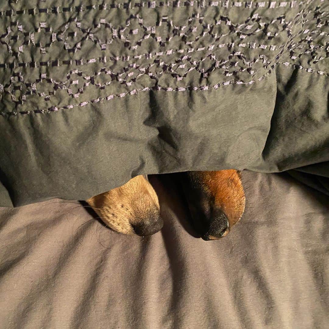 Crusoe the Celebrity Dachshundのインスタグラム：「“Mum and Dad call this ‘snorkelling’ 🤿😋” ~ Crusoe」