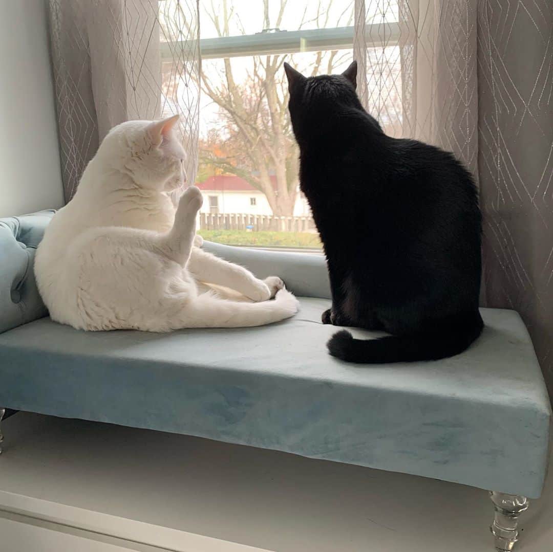 モヒートさんのインスタグラム写真 - (モヒートInstagram)「Normal cat vs derpy cat 🤦‍♀️#catsofinstagram #cats #blackcat #whitecat #floofs #derpy #derpycat #brothers #cleveland #fall #glamroom #catstagram #cats_of_instagram」11月12日 0時18分 - mojito_rose_family