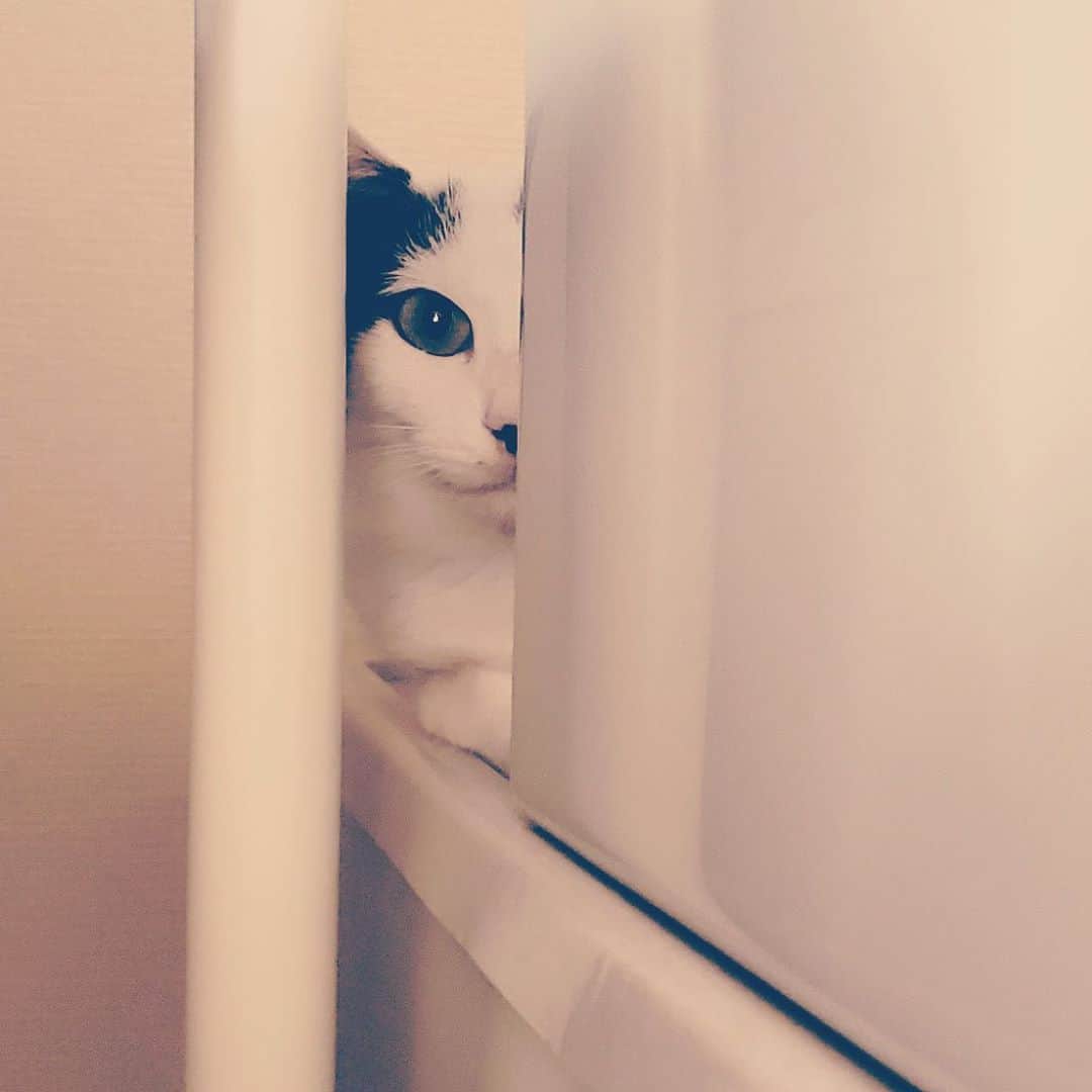 山口治樹さんのインスタグラム写真 - (山口治樹Instagram)「お風呂入れようとしたら不信感  #cat #gato #猫 #ネコ #ねこ #ねこすたぐらむ」11月12日 0時22分 - delpieroyh