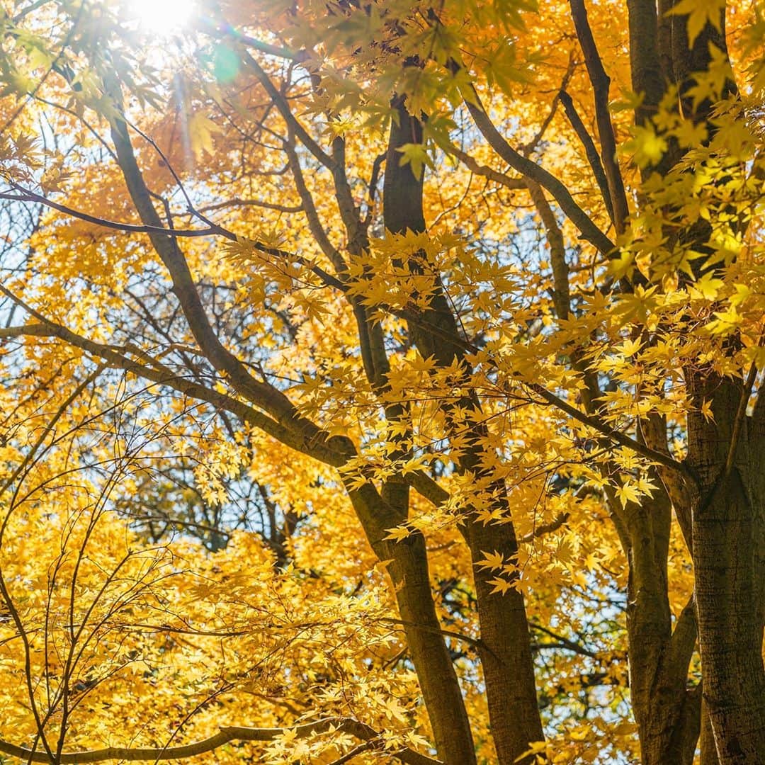 ニューヨーク植物園のインスタグラム：「The leaves of this coral tower maple at Wamsler Rock shout with the hues of lemon and sunshine as November's fall color continues to impress across our 250 acres. 🍋☀️ . #Acer palmatum 'Sango kaku' #plantlove #AllInNYC」