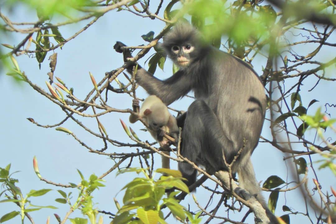 ルモンドさんのインスタグラム写真 - (ルモンドInstagram)「Une nouvelle espèce de singe, forte de quelques centaines de spécimens seulement, a été découverte en Birmanie, ont annoncé, mercredi 11 novembre, les équipes de chercheurs à l’origine de cette rare découverte.⁣ Le petit primate, dont le corps mesure entre 50 et 60 centimètres, a été baptisé Popa langur par les chercheurs du Centre de primatologie allemand (Deutsches Primatenzentrum, DPZ) et de l’ONG environnementale Fauna and Flora International (FFI), qui l’ont identifié après de longues recherches.⁣ Il s’agit d’une espèce de langur (Trachypithecus, de son nom scientifique), singe endémique du sous-continent indien et d’Asie du Sud-Est, baptisé du nom du mont Popa, site sacré bâti sur un ancien volcan dans le centre de la Birmanie. C’est là où a été localisé le plus important groupe de l’espèce. Trois autres groupes de Trachypithecus popa ont été identifiés, toujours dans le centre de la Birmanie, pour un total rassemblant entre 200 et 250 individus. « A peine identifié, le Popa langur est déjà menacé d’extinction », a averti Frank Momberg, un des chercheurs du FFI, cité dans un communiqué.⁣ -⁣ Le Popa langur sur une photo publiée par le centre allemand des primates (DPZ), le 11 novembre. Photo : Thaung Win/ German Primate Center/ AFP (@afpphoto)⁣ -⁣ #singe @nature #Birmanie」11月12日 0時34分 - lemondefr