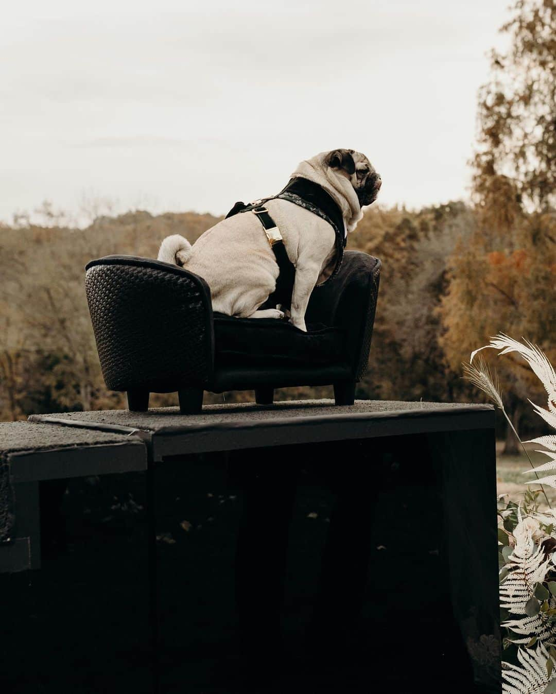 itsdougthepugさんのインスタグラム写真 - (itsdougthepugInstagram)「“When u take ur ring bearer duties VERY seriously” -Doug • Happy Anniversary to my humans!! ❤️」11月12日 0時47分 - itsdougthepug