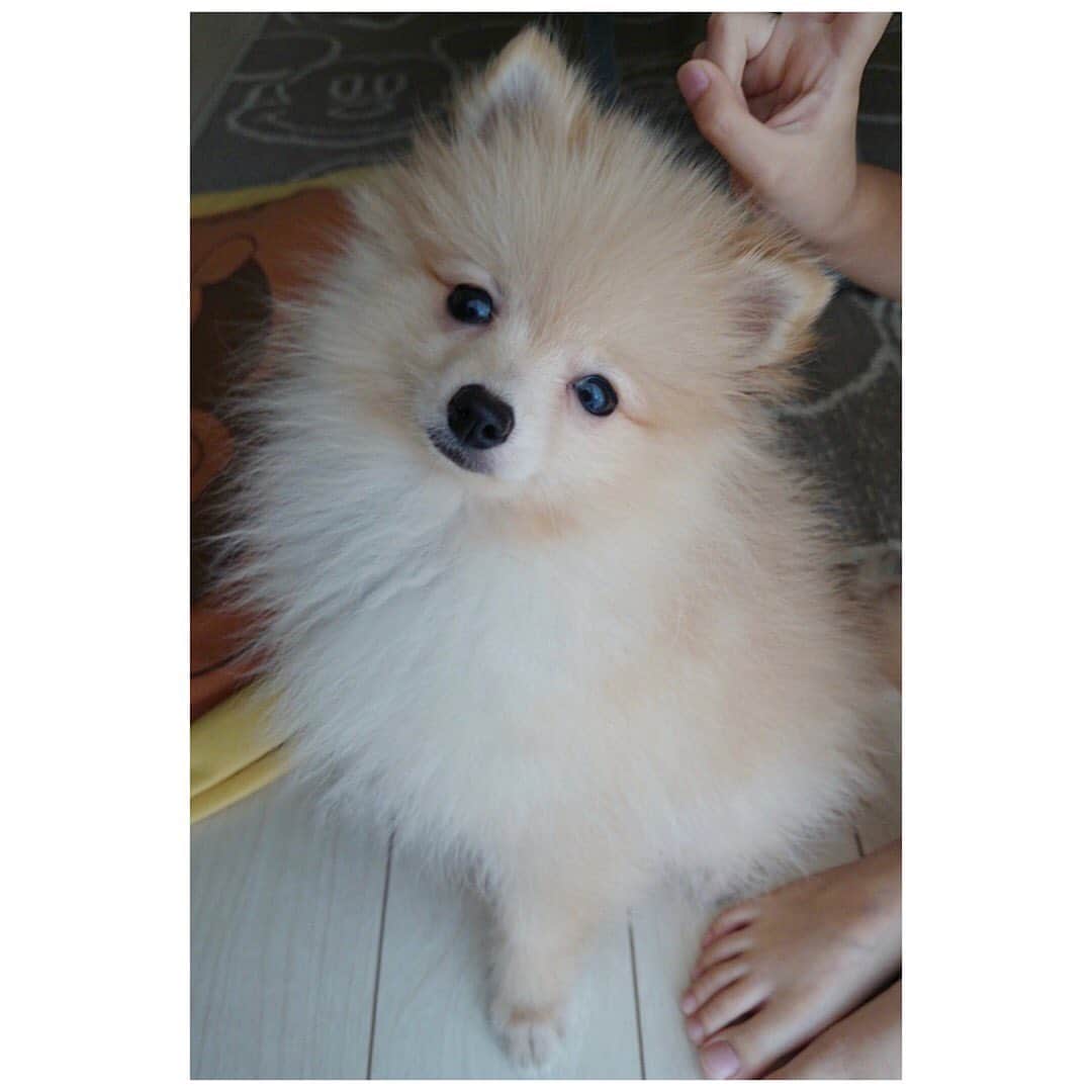 松永杏奈のインスタグラム：「グルたん赤ちゃん時代🍼 可愛すぎる。いまもだけど🐶 . . . . . . . #グルミン #グルスタグラム #ポメラニアン #pomeranian」