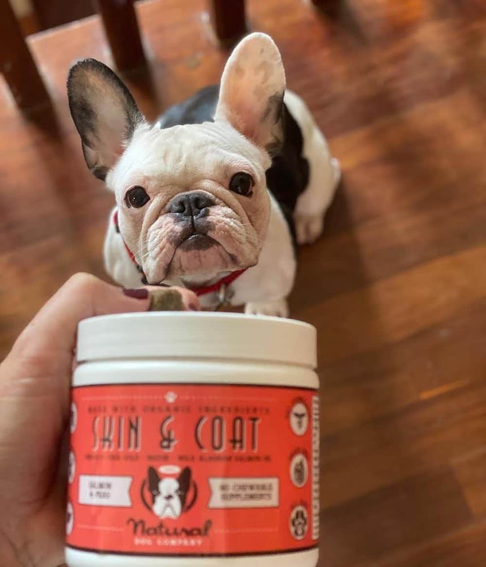 Regeneratti&Oliveira Kennelのインスタグラム：「Finally! A natural supplement to treat itchy / dry skin and excessive shedding. The Skin & Coat supplements work from the inside out to help support your dog’s skin – especially if they’re suffering from allergies and other issues. Dogs LOVE them, too – they think they’re treats! . ⭐ SAVE 20% off @naturaldogcompany with code JMARCOZ at NaturalDog.com  worldwide shipping  ad 📷: @nalathefrenchiebeauty . . . . . . #frenchiepetsupply #frenchiesofinsta #pugsofinsta #frenchbulldog #frenchiesofinstagram #pug #frenchies #reversibleharness #frenchiehoodie #thedodo #frenchieharness #dogclothes #dogharness #frenchiegram #dogsbeingbasic #frenchieoftheday #instafrenchie #bulldogs #dogstagram #frenchievideo #cutepetclub #bestwoof #frenchies1 #ruffpost #bostonterrier #bostonsofig #animalonearth #dog」