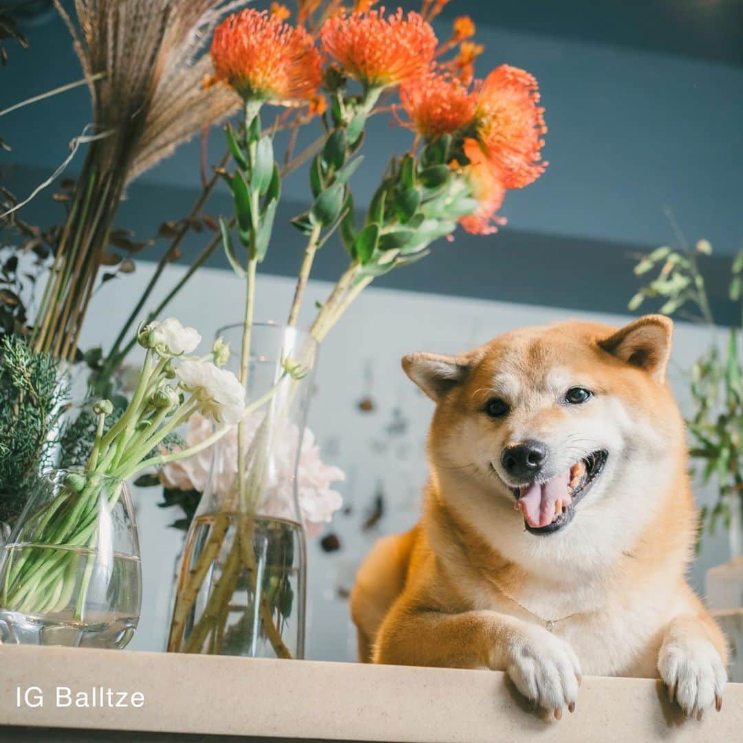 Balltze My name is Ballさんのインスタグラム写真 - (Balltze My name is BallInstagram)「How do I look with these beautiful flowers?  Photo by @helenamfung Floral & Venue @betabularasa #balltze #fat96 #nomnomnomclub #balltzecheems #yos #cheems」11月12日 1時58分 - balltze