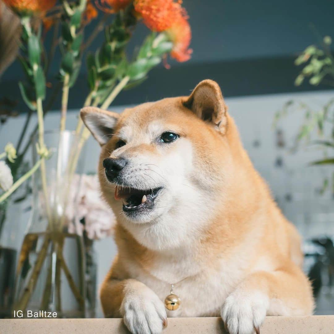 Balltze My name is Ballさんのインスタグラム写真 - (Balltze My name is BallInstagram)「How do I look with these beautiful flowers?  Photo by @helenamfung Floral & Venue @betabularasa #balltze #fat96 #nomnomnomclub #balltzecheems #yos #cheems」11月12日 1時58分 - balltze