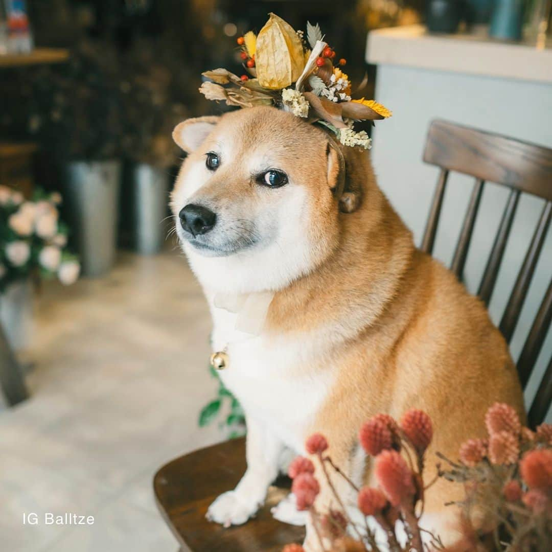 Balltze My name is Ballさんのインスタグラム写真 - (Balltze My name is BallInstagram)「How do I look with these beautiful flowers?  Photo by @helenamfung Floral & Venue @betabularasa #balltze #fat96 #nomnomnomclub #balltzecheems #yos #cheems」11月12日 1時58分 - balltze