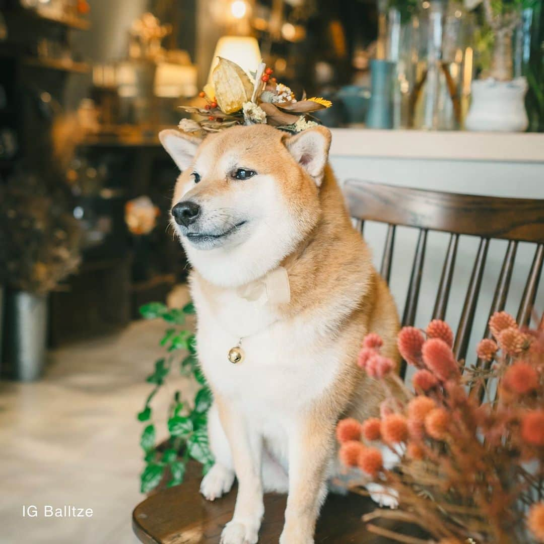 Balltze My name is Ballさんのインスタグラム写真 - (Balltze My name is BallInstagram)「How do I look with these beautiful flowers?  Photo by @helenamfung Floral & Venue @betabularasa #balltze #fat96 #nomnomnomclub #balltzecheems #yos #cheems」11月12日 1時58分 - balltze