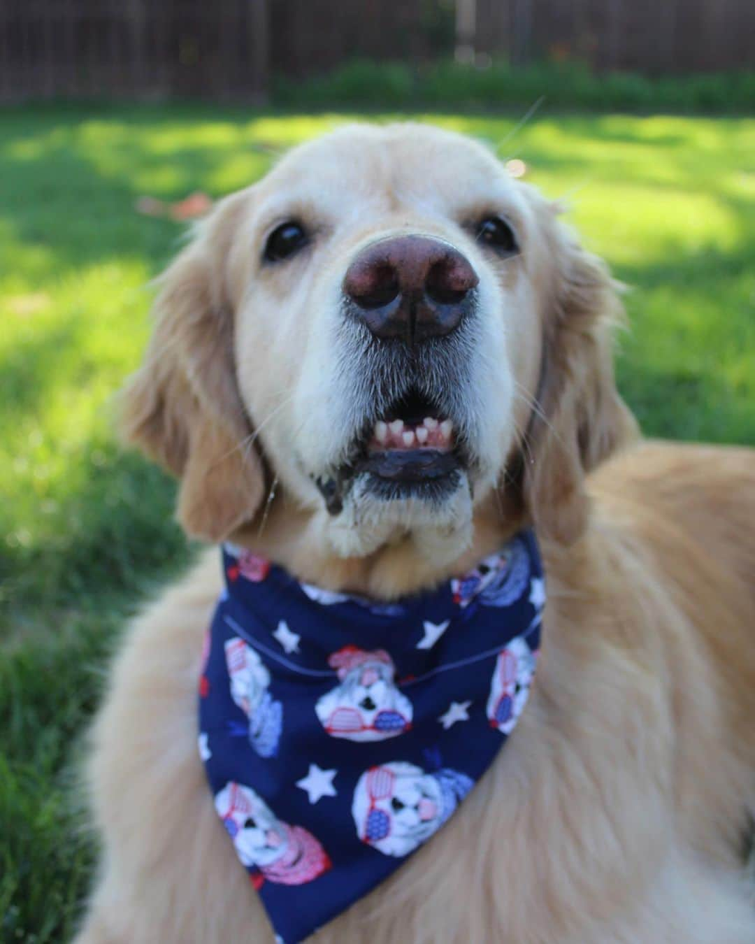 モヒートさんのインスタグラム写真 - (モヒートInstagram)「Happy #veteransday to all those who have served. Thank you for your time and sacrifice for our country 💙❤️🇺🇸 #thankyou #thankaveteran #goldenretriever #goldensofinstagram #goldenretrieversofinstagram #dailydog #floof #happy #teefies #smile #lovemydog #dogs #dogsofinsta #dogsofinstagram #petsofinstagram」11月12日 2時28分 - mojito_rose_family