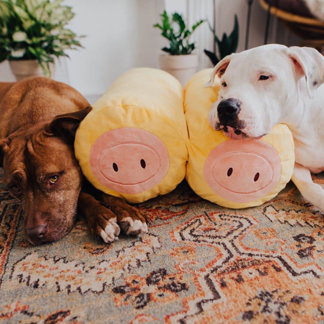 BarkBoxさんのインスタグラム写真 - (BarkBoxInstagram)「THE CHARITY EVENT LITERALLY NO ONE ASKED FOR ✨ ONE YEAR AGO we released the Pigs in a Blanket toy and the internet REALLY LIKED THEM I GUESS. So, for their anniversary we made an XXL BIG HONKIN PIGS IN A BLANKET TOY to raise money for charity!⁠ ⁠ But um... we did not expect them to look... *quite* like this.⁠ ⁠ We asked a photographer to take pictures of them and… I can honestly say I did not expect the milk bath.⁠ ⁠ WOULD YOU LIKE ONE OF OUR SWEET, INNOCENT SNACK-INSPIRED TOYS? WELL, they're too spicy for @barkshop, so we had to list them... on a very different site...⁠ ⁠ Come be our only fans! Buy a big ol pig in a blanket! For the fun price of donating to a dog charity of your choice!⁠ ⁠ Link in bio for more info!⁠ ⁠ #barkboxday ⁠」11月12日 2時56分 - barkbox