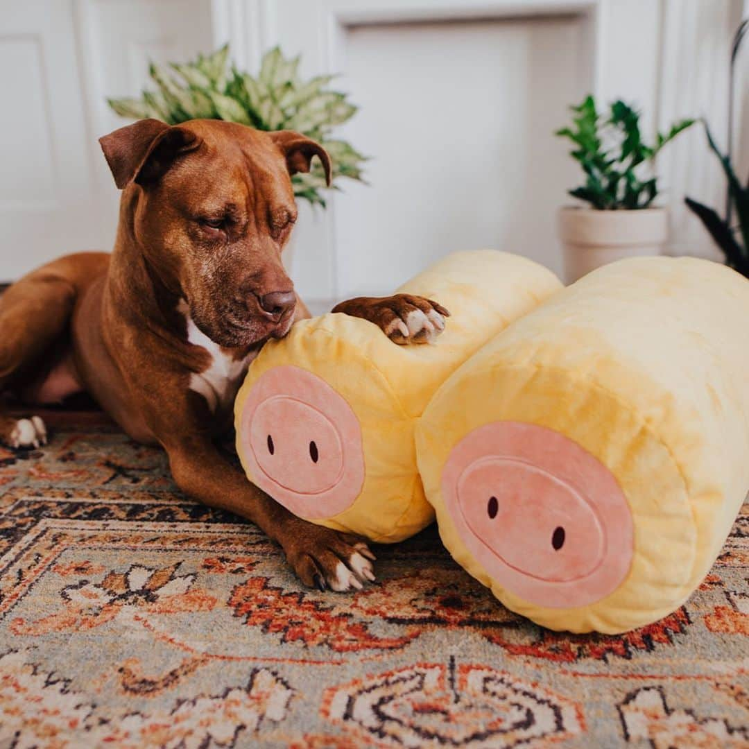 BarkBoxさんのインスタグラム写真 - (BarkBoxInstagram)「THE CHARITY EVENT LITERALLY NO ONE ASKED FOR ✨ ONE YEAR AGO we released the Pigs in a Blanket toy and the internet REALLY LIKED THEM I GUESS. So, for their anniversary we made an XXL BIG HONKIN PIGS IN A BLANKET TOY to raise money for charity!⁠ ⁠ But um... we did not expect them to look... *quite* like this.⁠ ⁠ We asked a photographer to take pictures of them and… I can honestly say I did not expect the milk bath.⁠ ⁠ WOULD YOU LIKE ONE OF OUR SWEET, INNOCENT SNACK-INSPIRED TOYS? WELL, they're too spicy for @barkshop, so we had to list them... on a very different site...⁠ ⁠ Come be our only fans! Buy a big ol pig in a blanket! For the fun price of donating to a dog charity of your choice!⁠ ⁠ Link in bio for more info!⁠ ⁠ #barkboxday ⁠」11月12日 2時56分 - barkbox