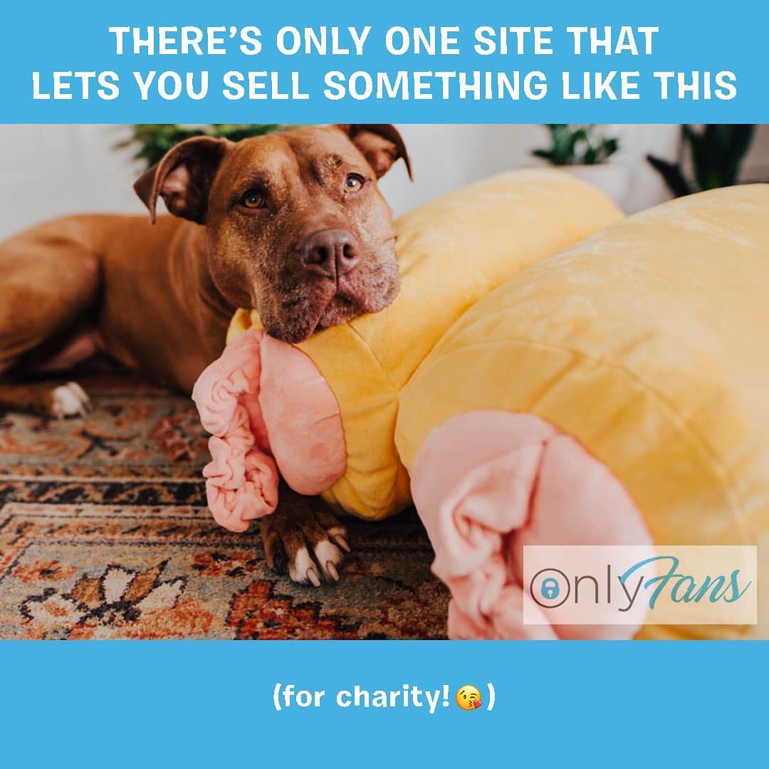 BarkBoxのインスタグラム