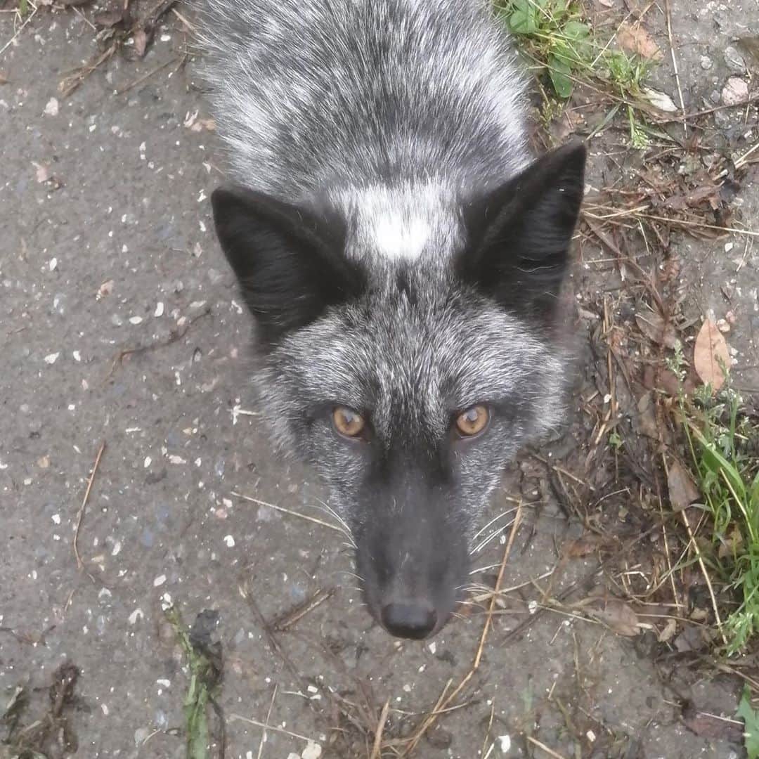 Rylaiさんのインスタグラム写真 - (RylaiInstagram)「Dimitri: This is Dimitri from when he was just a baby to 6 months. Dimitri is one of the amazing foxes we are bringing to the center from the ICG.  He and his sister both have a special gene linked to domestication. He is going to certainly be a superstar!!! He says he would consider being behind the camera as well.... we think with his good looks, @robertdowneyjr better watch out!!!  . . We are still behind in our fundraising to bring all 9 to the center. With COVID, the transport costs have increased a lot and we still need your help!  . . Link in profile to the fundraiser! We are also selling stickers, pins, shirts, keychains to help support their transport fees!!  . . . We also have three slots left for our Dec 5-6 fundraiser mini photoshoot session with @anabeldflux and the 6th is hosted by @life_with_mia_nina  . We are also looking for some skilled in video taking and editing for our FairyTails series!! We are looking for inkind donation and do not have a budget! You would be helping to bring joy to children around the world through the love of foxes!!  . . . #russianfoxes #dimitri #russiandomesticatedfoxes #silverfox #moviestar #foxesofig #foxesofinstagram #animals #animallovers #furfree #bonding #animalsofinstagram #conservation #volunteer #nonprofit #sandiego #socal #photography #video #fairytails」11月12日 3時28分 - jabcecc