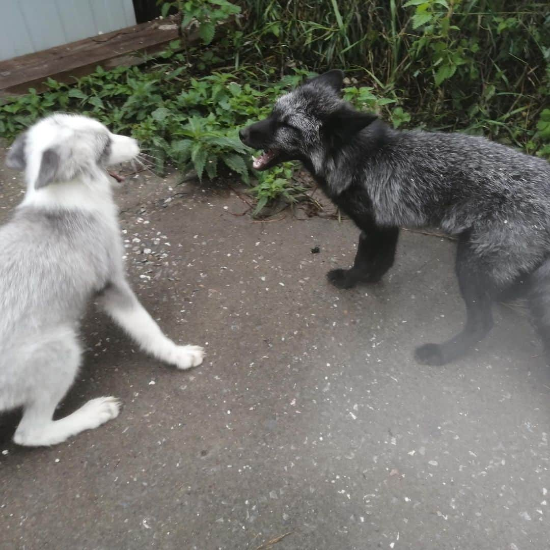 Rylaiさんのインスタグラム写真 - (RylaiInstagram)「Dimitri: This is Dimitri from when he was just a baby to 6 months. Dimitri is one of the amazing foxes we are bringing to the center from the ICG.  He and his sister both have a special gene linked to domestication. He is going to certainly be a superstar!!! He says he would consider being behind the camera as well.... we think with his good looks, @robertdowneyjr better watch out!!!  . . We are still behind in our fundraising to bring all 9 to the center. With COVID, the transport costs have increased a lot and we still need your help!  . . Link in profile to the fundraiser! We are also selling stickers, pins, shirts, keychains to help support their transport fees!!  . . . We also have three slots left for our Dec 5-6 fundraiser mini photoshoot session with @anabeldflux and the 6th is hosted by @life_with_mia_nina  . We are also looking for some skilled in video taking and editing for our FairyTails series!! We are looking for inkind donation and do not have a budget! You would be helping to bring joy to children around the world through the love of foxes!!  . . . #russianfoxes #dimitri #russiandomesticatedfoxes #silverfox #moviestar #foxesofig #foxesofinstagram #animals #animallovers #furfree #bonding #animalsofinstagram #conservation #volunteer #nonprofit #sandiego #socal #photography #video #fairytails」11月12日 3時28分 - jabcecc