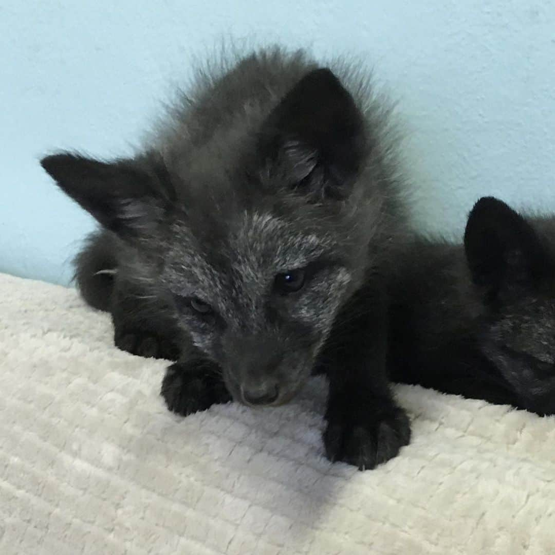 Rylaiさんのインスタグラム写真 - (RylaiInstagram)「Dimitri: This is Dimitri from when he was just a baby to 6 months. Dimitri is one of the amazing foxes we are bringing to the center from the ICG.  He and his sister both have a special gene linked to domestication. He is going to certainly be a superstar!!! He says he would consider being behind the camera as well.... we think with his good looks, @robertdowneyjr better watch out!!!  . . We are still behind in our fundraising to bring all 9 to the center. With COVID, the transport costs have increased a lot and we still need your help!  . . Link in profile to the fundraiser! We are also selling stickers, pins, shirts, keychains to help support their transport fees!!  . . . We also have three slots left for our Dec 5-6 fundraiser mini photoshoot session with @anabeldflux and the 6th is hosted by @life_with_mia_nina  . We are also looking for some skilled in video taking and editing for our FairyTails series!! We are looking for inkind donation and do not have a budget! You would be helping to bring joy to children around the world through the love of foxes!!  . . . #russianfoxes #dimitri #russiandomesticatedfoxes #silverfox #moviestar #foxesofig #foxesofinstagram #animals #animallovers #furfree #bonding #animalsofinstagram #conservation #volunteer #nonprofit #sandiego #socal #photography #video #fairytails」11月12日 3時28分 - jabcecc