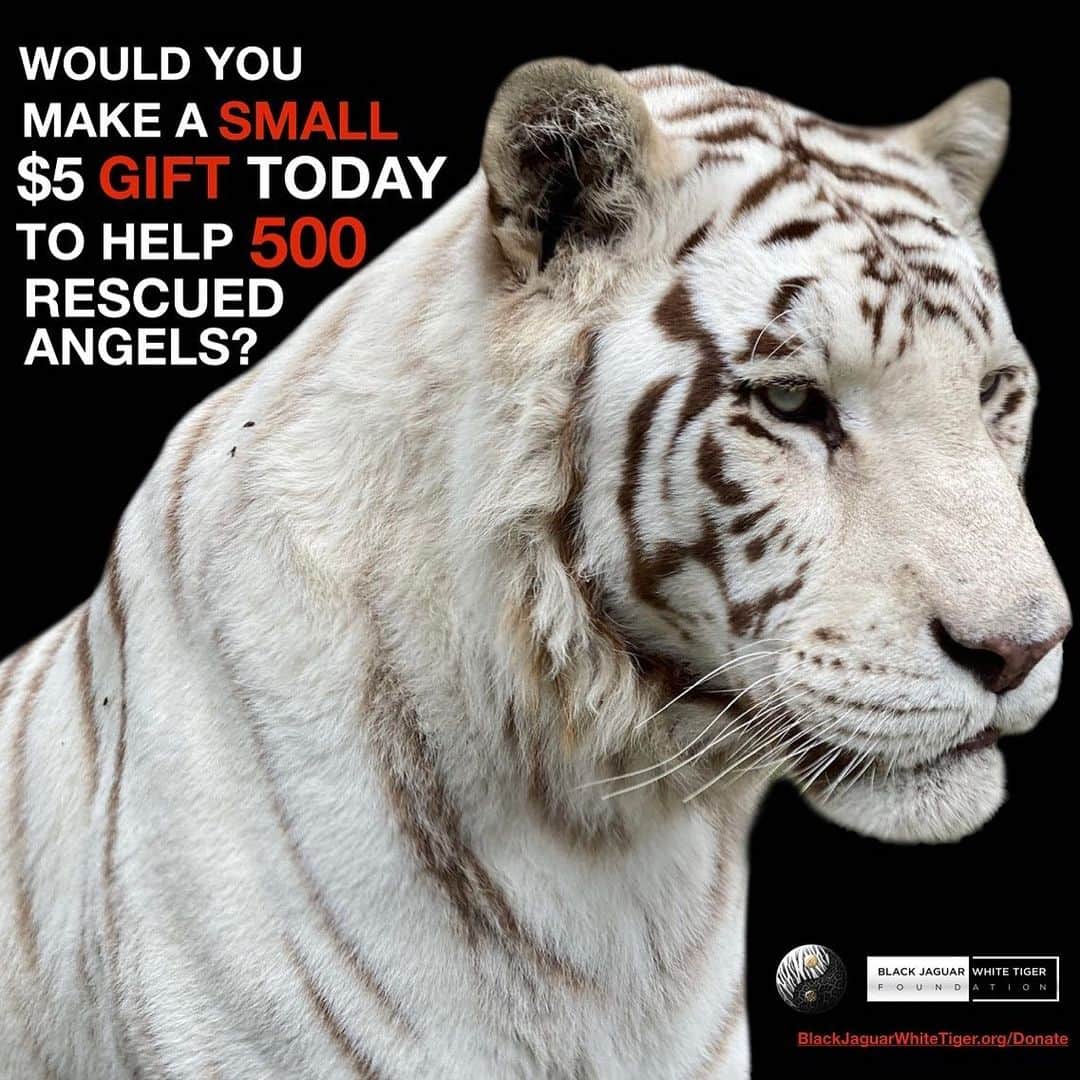 Black Jaguar-White Tiger さんのインスタグラム写真 - (Black Jaguar-White Tiger Instagram)「Your donation saves lives. Active link to donate on our bio or at www.BlackJaguarWhiteTiger.org/Donate」11月12日 3時28分 - blackjaguarwhitetiger