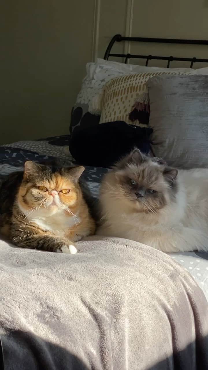 Tinaのインスタグラム：「George keeps rejecting Wheezy 😳😅」