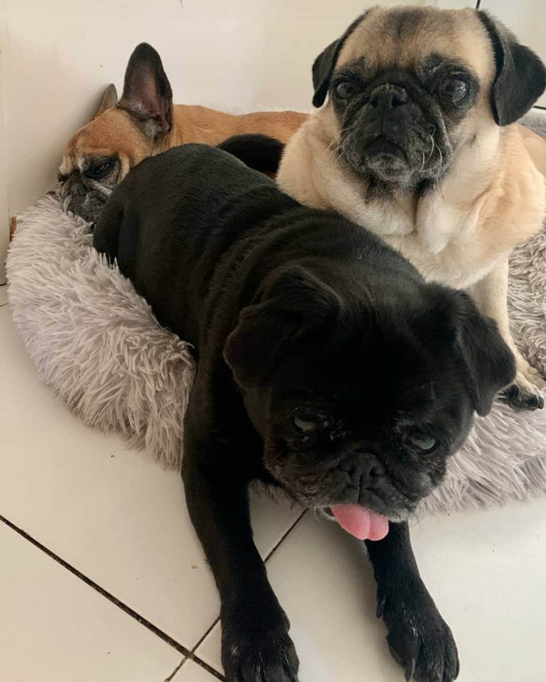 Nikitaさんのインスタグラム写真 - (NikitaInstagram)「Pug_nikita #las sister y bambi」11月12日 4時26分 - pug_nikita