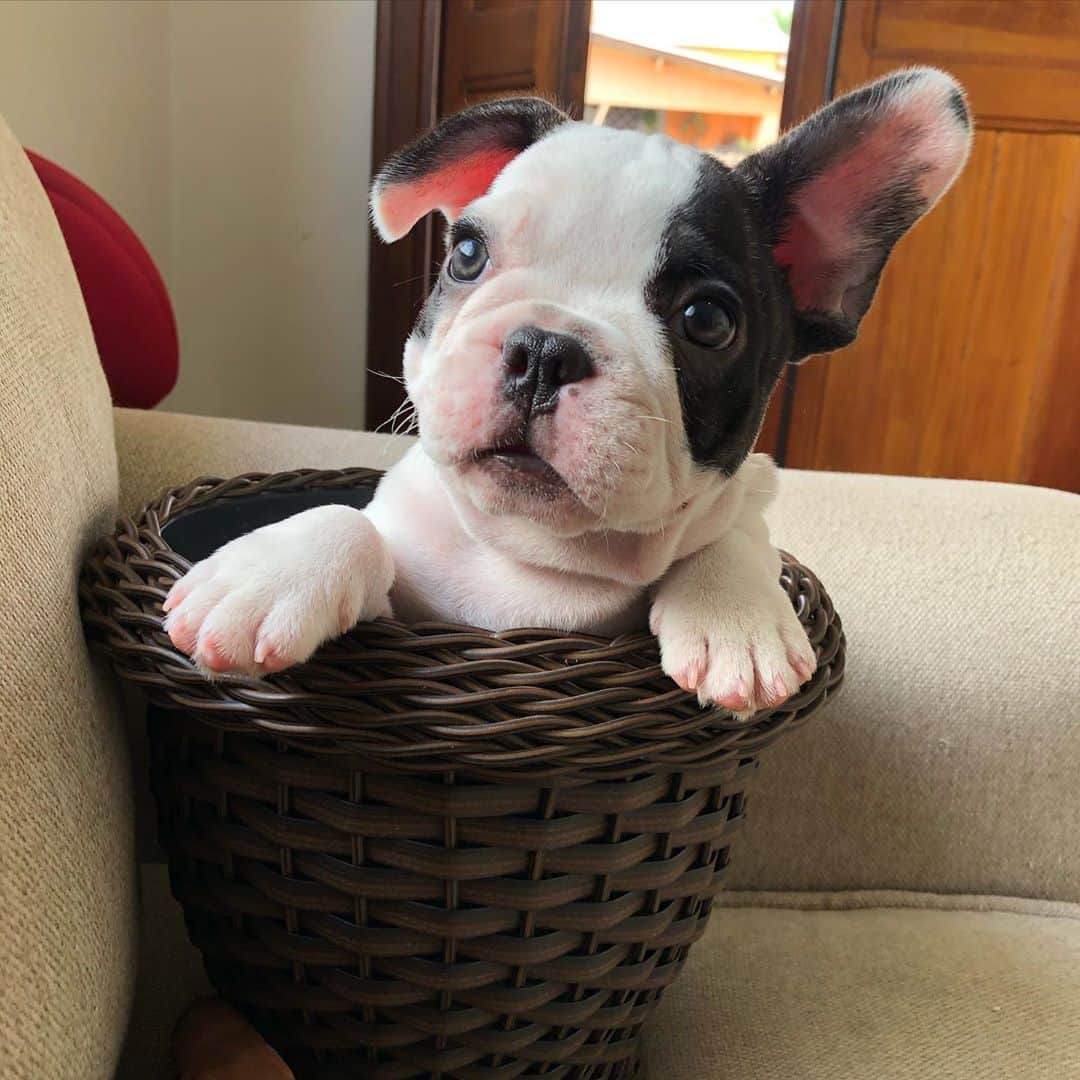 Regeneratti&Oliveira Kennelのインスタグラム：「Special delivery 💝 #frenchie #frenchies1」