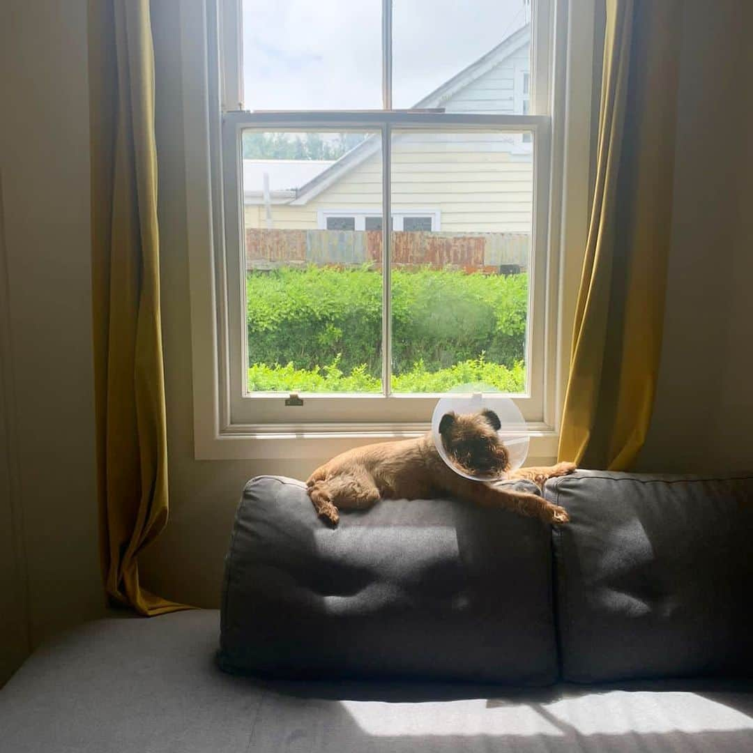 Digby & Aloさんのインスタグラム写真 - (Digby & AloInstagram)「Yes Digby, of course you can flatten the couch cushion. You can do whatever you want! #coneofshame」11月12日 4時42分 - digbyvanwinkle