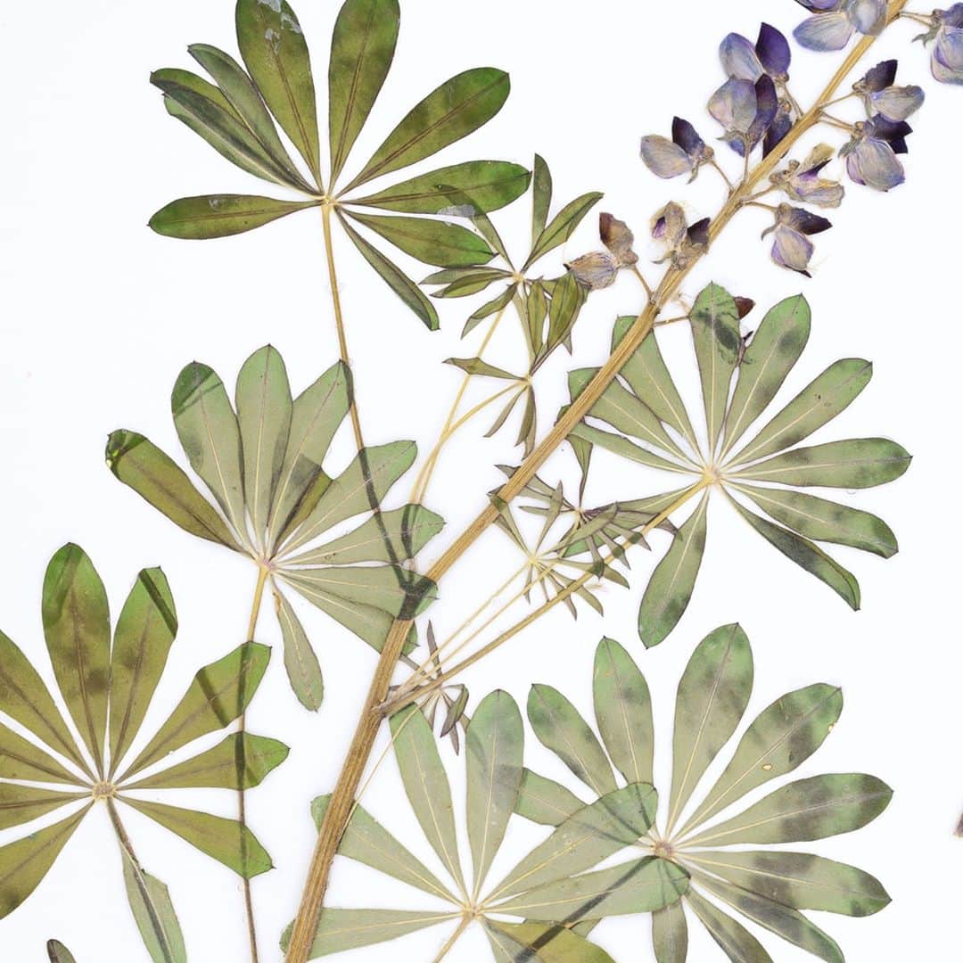 ニューヨーク植物園のインスタグラム：「For nearly six centuries, scientists have been documenting the plants and fungi of the world through herbaria—and we invite you to explore that history with a new book from Barbara Thiers, Vice President and the Patricia K. Holmgren Director of NYBG's Steere Herbarium. . Hit the link in our bio to learn more about "Herbarium," a new book from @timberpress coming December 8 that shares the fascinating history of herbaria and the important role they play in our modern world. . #Lupinus perennis #plantlove #herbarium #nybgathome」