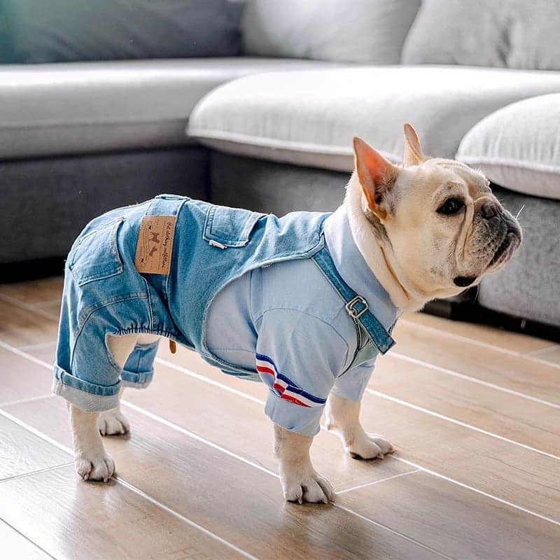French Bulldogさんのインスタグラム写真 - (French BulldogInstagram)「Denim Dog Overalls 🐕👖🤠 Exclusive in @frenchie.world shop 🛍🛍🛍 👉 LINK IN BIO 🔝 . . . . . #frenchie #frenchies #französischebulldogge #frenchbulldog #frenchbulldogs #dog #dogsofinstagram #frenchieworld #bully #bulldog #bulldogfrances #フレンチブルドッグ #フレンチブルドッグ #フレブル #ワンコ #frenchiesgram #frenchbulldogsofinstagram #ilovemyfrenchie #batpig #buhi #squishyfacecrewbulldog」11月12日 4時56分 - frenchie.world