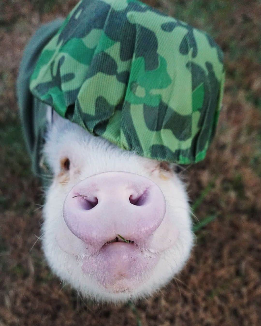 Hamletさんのインスタグラム写真 - (HamletInstagram)「God Bless our veterans! Thank you for your service! 🇺🇸 Hogs & Kisses! (👉🏻swipe)」11月12日 5時03分 - hamlet_the_piggy