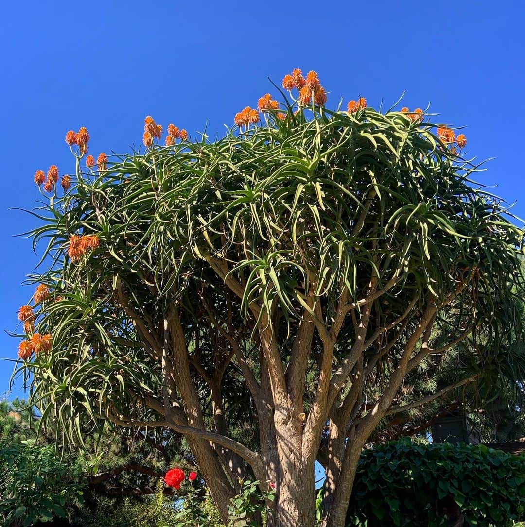 ブルックグレグソンさんのインスタグラム写真 - (ブルックグレグソンInstagram)「Tree of life blooming at Gregson gardens along with some other vibrant orange flowers. Please someone tell what kind of tree this is?」11月12日 5時23分 - brookegregson