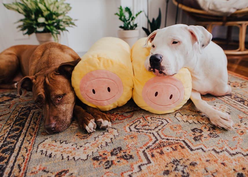BarkBoxさんのインスタグラム写真 - (BarkBoxInstagram)「WHAT HAVE WE DONE?? 🙃 (Answer? We raised $1500 for dog shelters around the world with our ACCIDENTALLY SPICY XXL PIGS IN A BLANKET 🐽)」11月12日 5時45分 - barkbox