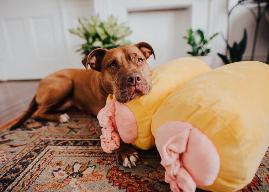 BarkBoxさんのインスタグラム写真 - (BarkBoxInstagram)「WHAT HAVE WE DONE?? 🙃 (Answer? We raised $1500 for dog shelters around the world with our ACCIDENTALLY SPICY XXL PIGS IN A BLANKET 🐽)」11月12日 5時45分 - barkbox