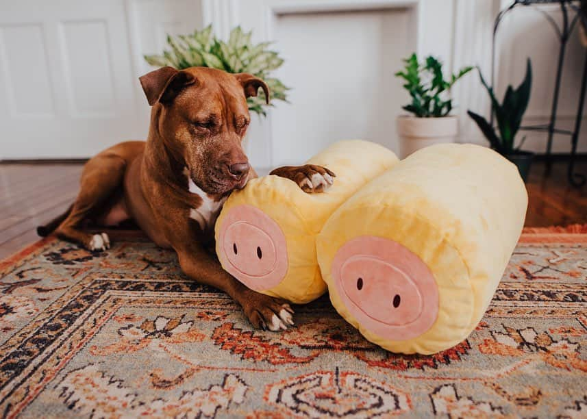 BarkBoxさんのインスタグラム写真 - (BarkBoxInstagram)「WHAT HAVE WE DONE?? 🙃 (Answer? We raised $1500 for dog shelters around the world with our ACCIDENTALLY SPICY XXL PIGS IN A BLANKET 🐽)」11月12日 5時45分 - barkbox